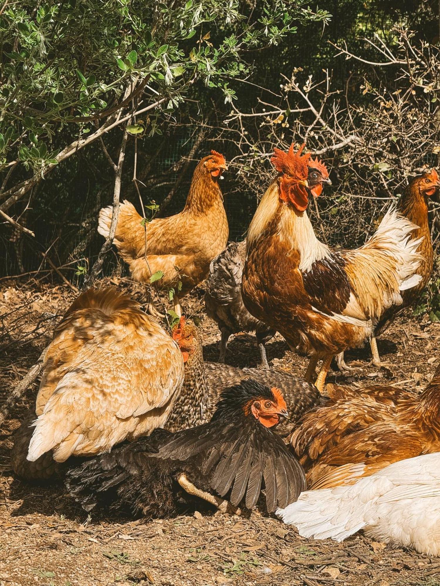 Agriturismo Il Muto Di Gallura Aggius المظهر الخارجي الصورة