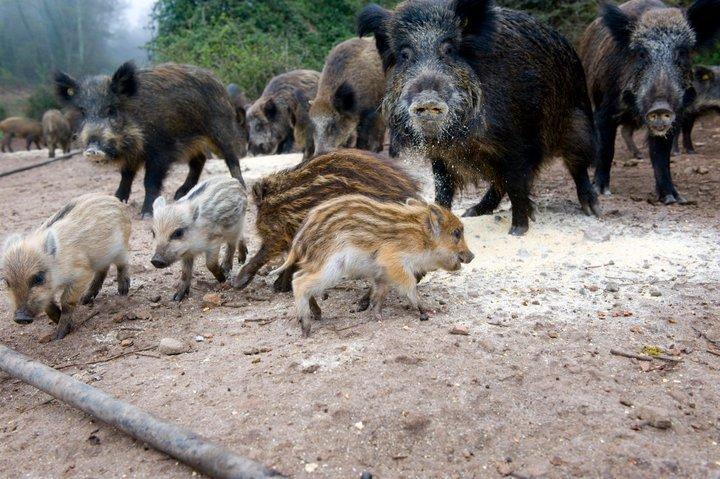 Agriturismo Il Muto Di Gallura Aggius المظهر الخارجي الصورة