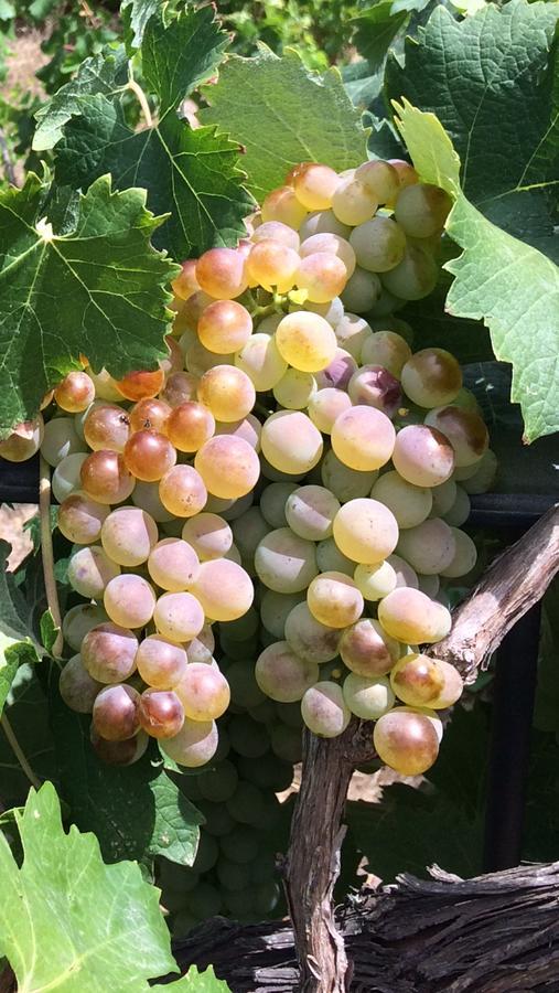 Agriturismo Il Muto Di Gallura Aggius المظهر الخارجي الصورة