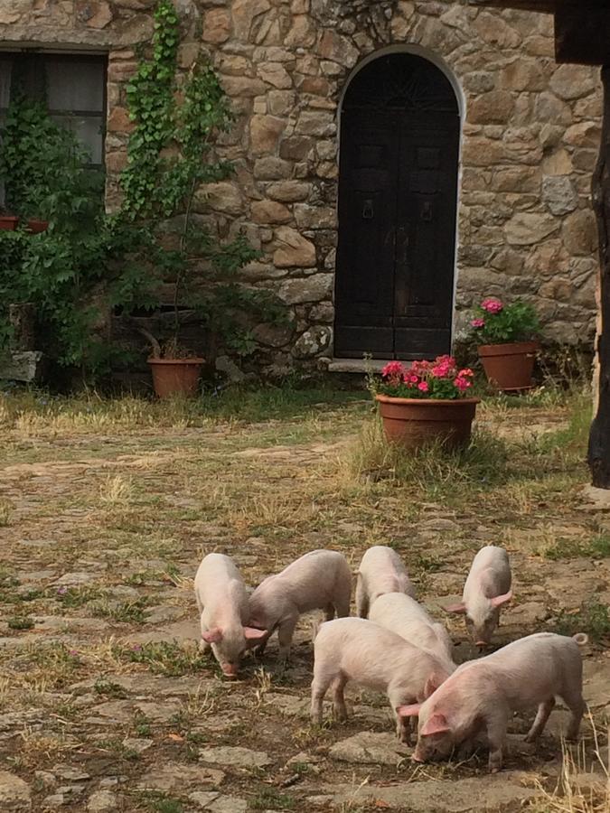 Agriturismo Il Muto Di Gallura Aggius المظهر الخارجي الصورة